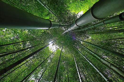 green bamboo forest